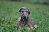 IRISH WOLFHOUND 240